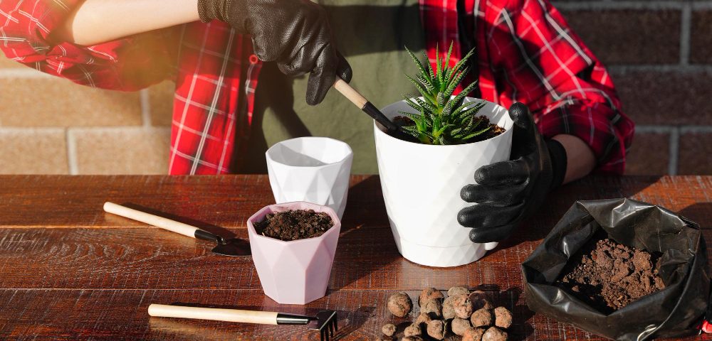 Guide pratique pour bouturer facilement vos plantes grasses et réussir vos premières plantations