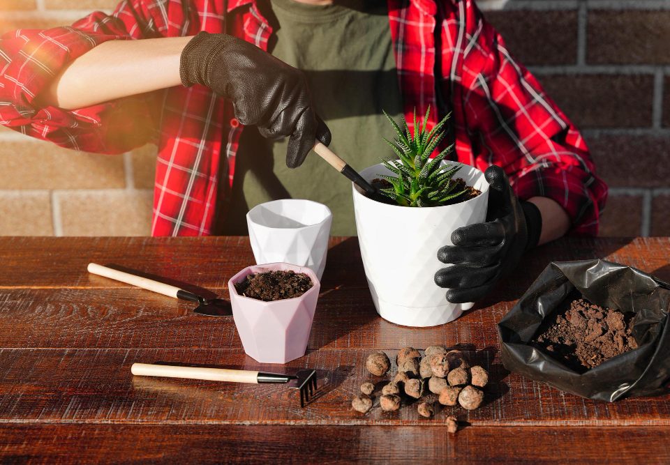 Guide pratique pour bouturer facilement vos plantes grasses et réussir vos premières plantations