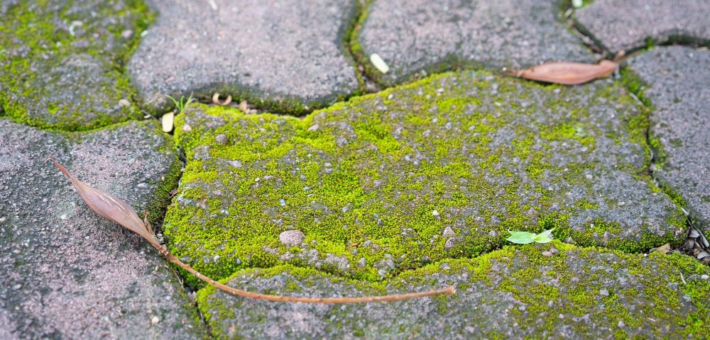 Comment enlever la mousse verte sur le béton sans abîmer la surface