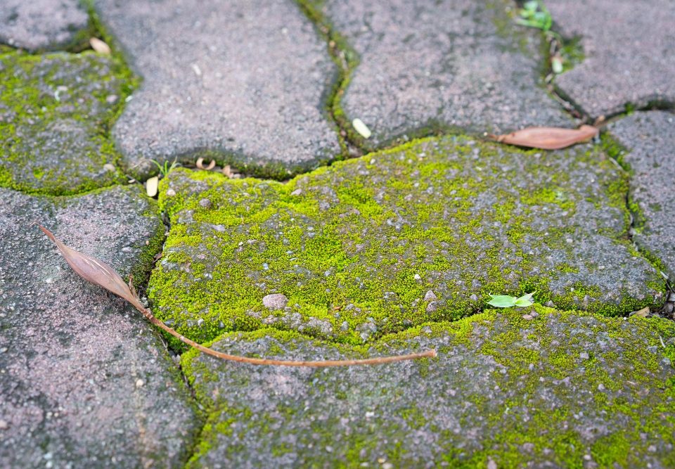 Comment enlever la mousse verte sur le béton sans abîmer la surface