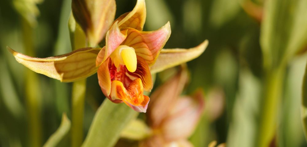 Faut-il couper les feuilles jaunies des orchidées