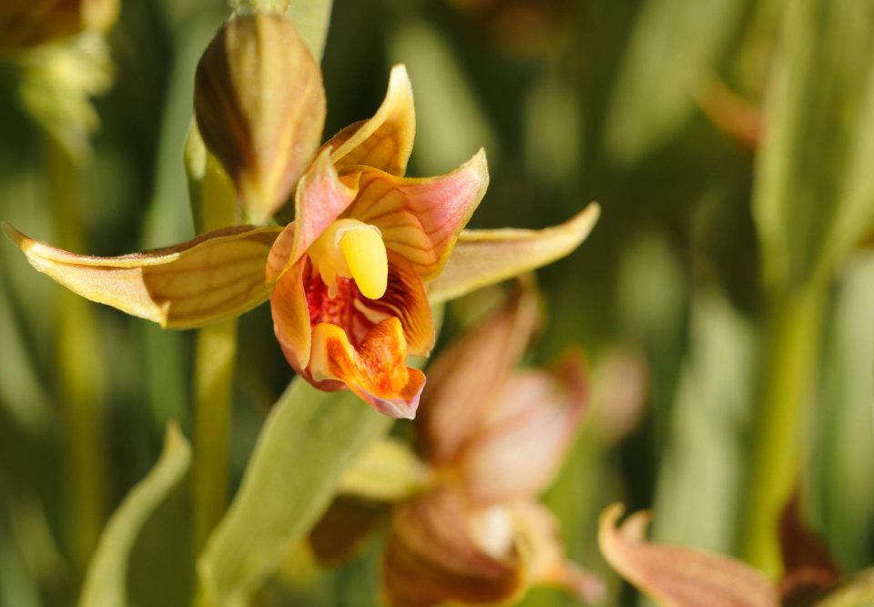 Faut-il couper les feuilles jaunies des orchidées