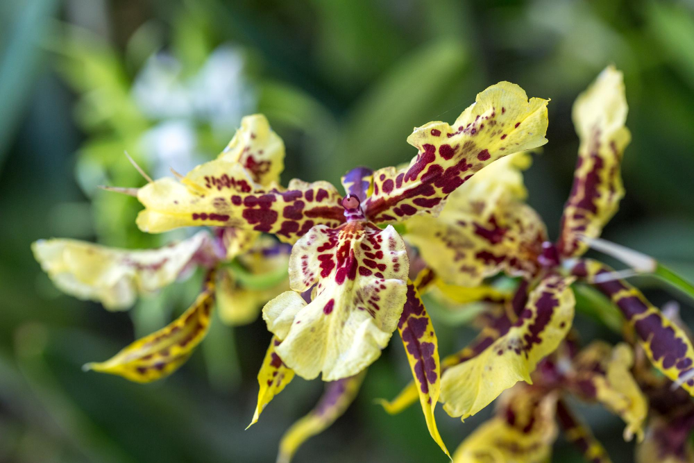 Les causes fréquentes des feuilles jaunies chez les orchidées