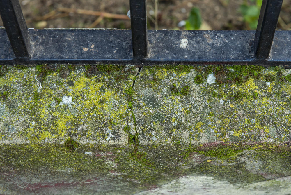 Pourquoi le béton verdit et comment enlever la mousse verte sur le béton durablement