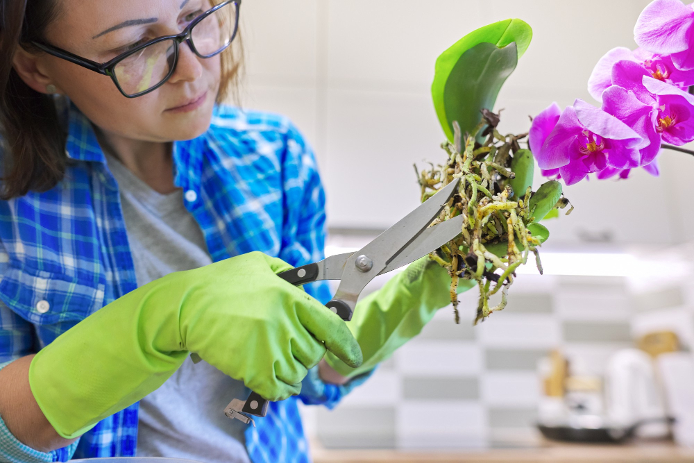 faut-il couper les feuilles jaunies des orchidées ou patienter
